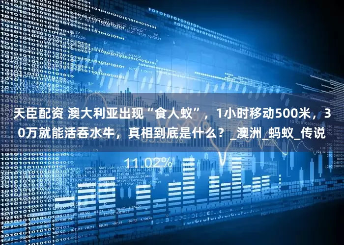 天臣配资 澳大利亚出现“食人蚁”，1小时移动500米，30万就能活吞水牛，真相到底是什么？_澳洲_蚂蚁_传说